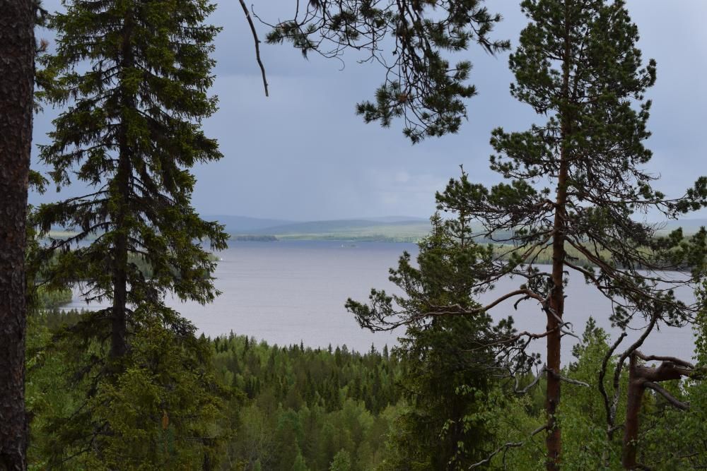 Etualalla on havupuita, joiden välistä näkyy kauempana oleva järvi. Taivas on pilvinen.