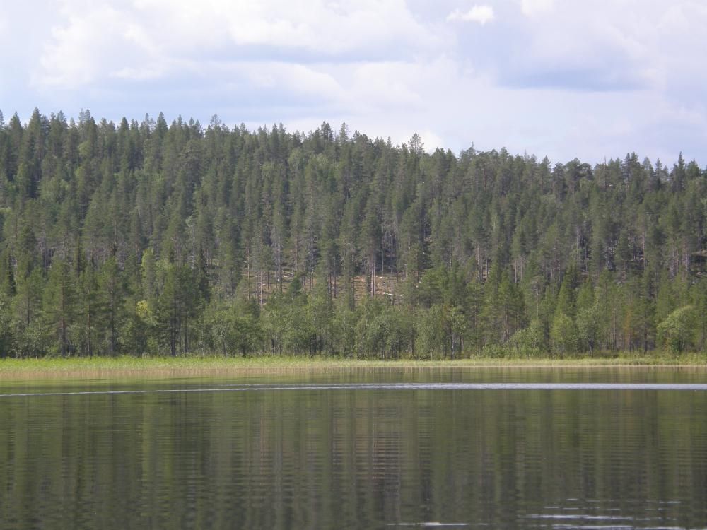 Tyyni järvi, kauempana vastarannalla kasvaa metsää.