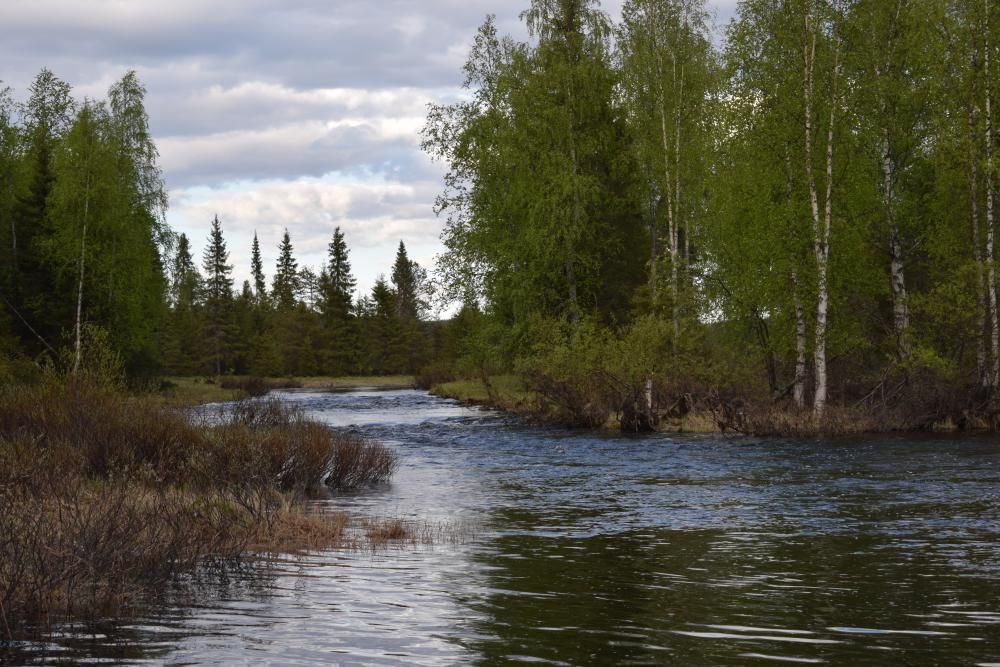 A flowing river with forests growing along its banks. The sky is cloudy.