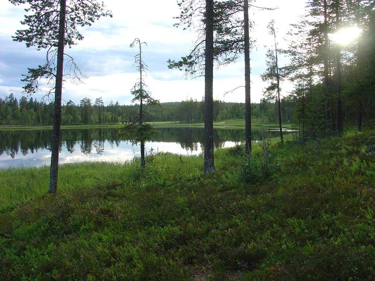 Tyyni pieni metsälampi, jonka rannalla kasvaa muutama mänty. 