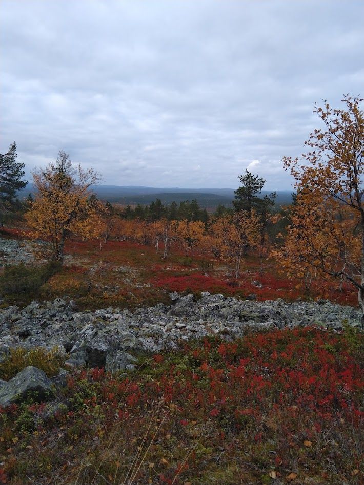 Syksyinen tunturimaisema. Maassa ja puuissa on ruskan värejä.
