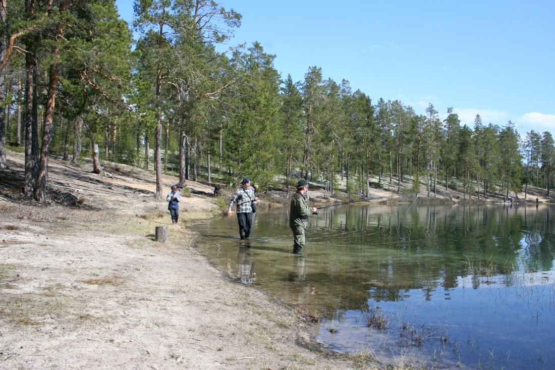 Kalastajia matalassa rantavedessä. Hiekkaranta ja mäntymetsää.
