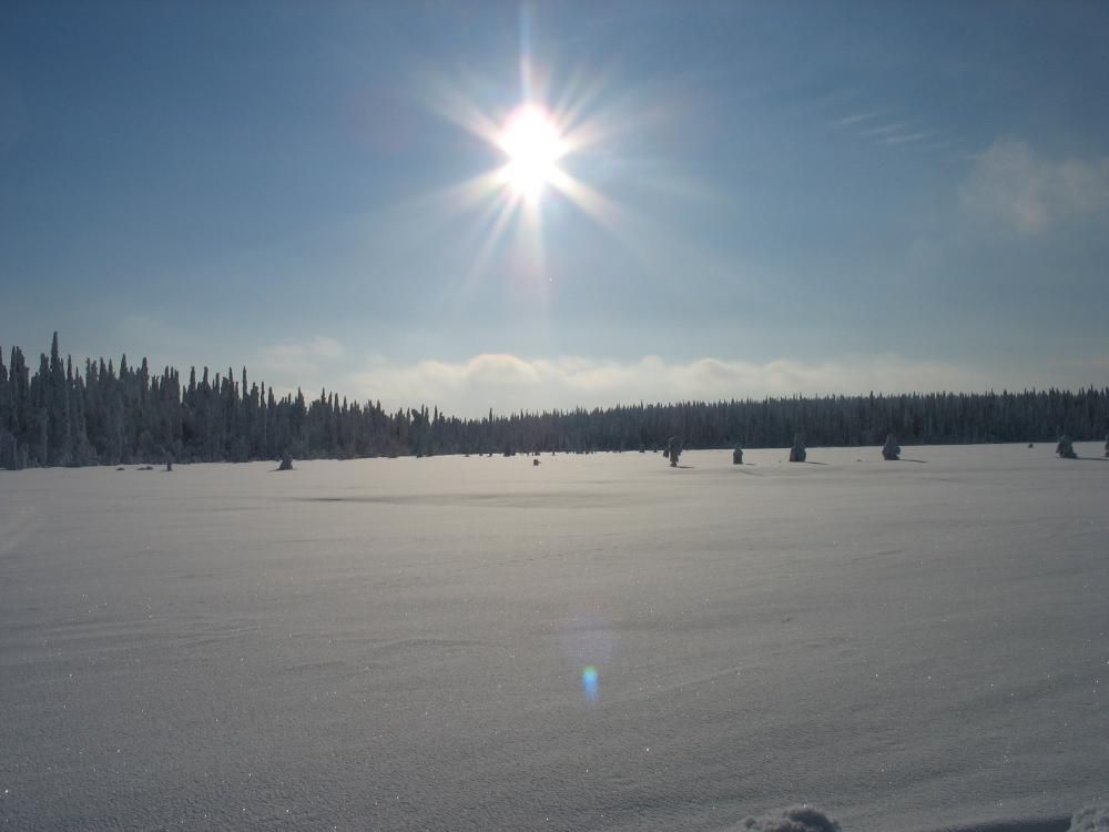Talvinen suo. Hanki kimmeltää auringon paisteessa.