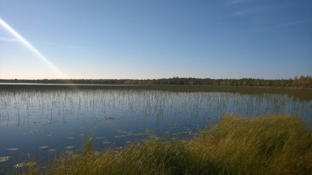 En sjö med mycket gräs. Solen skiner på en molnfri blå himmel.