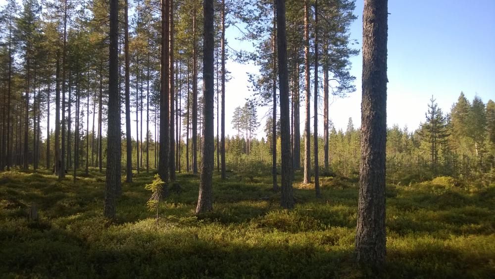 En tallskog med gröna ris som växer på marken. Solen skiner från en blå himmel.