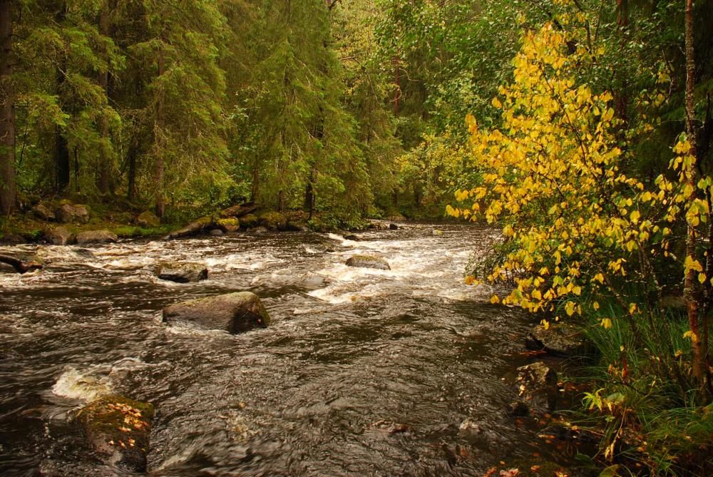 A rapidly flowing rocky rapid. The trees growing on the riverbank have yellow autumn colors.