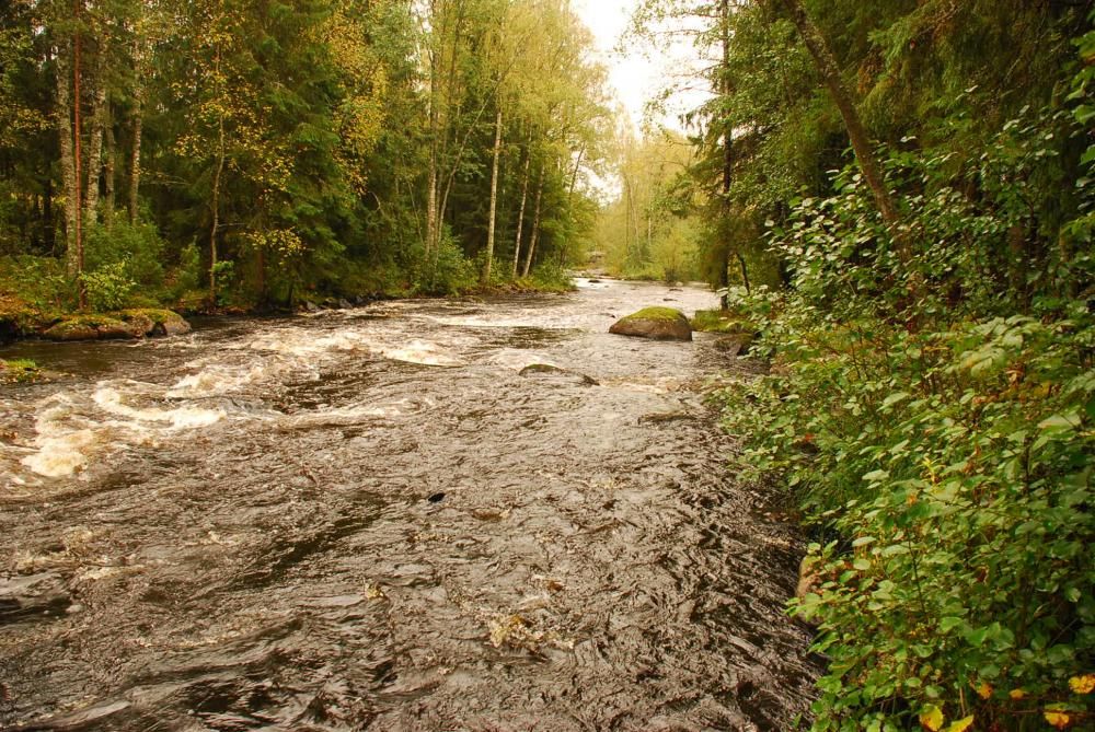 A rapidly flowing shallow rapid. It is early autumn.