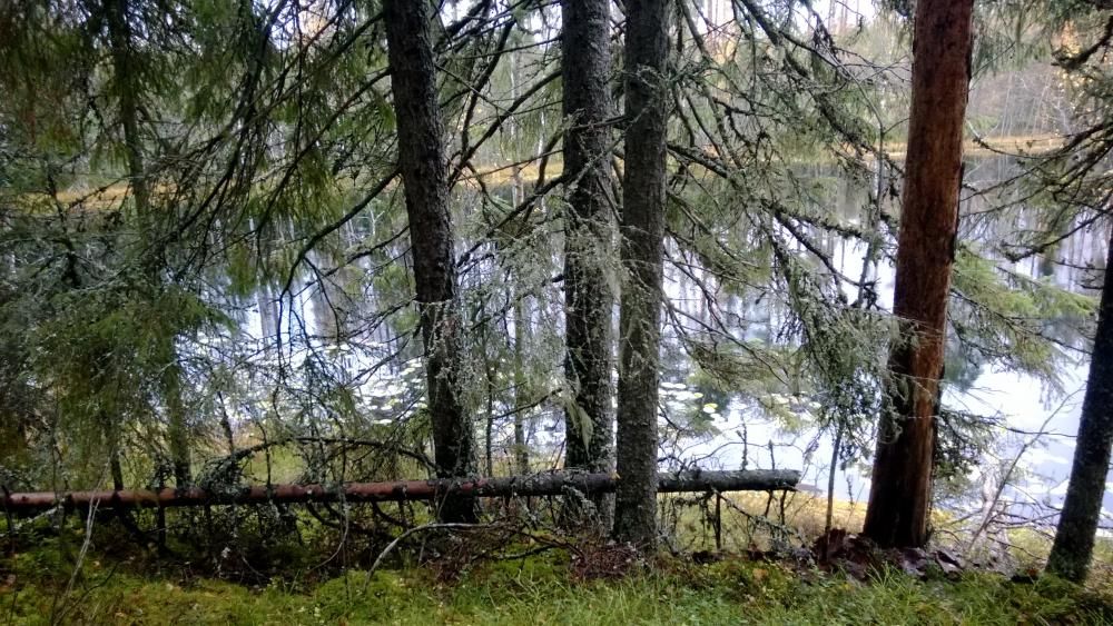 En skogstjärn skymtar mellan träden.