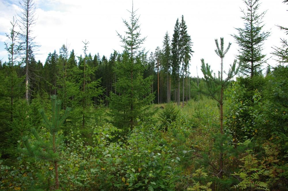 A young forest with mixed tree species.