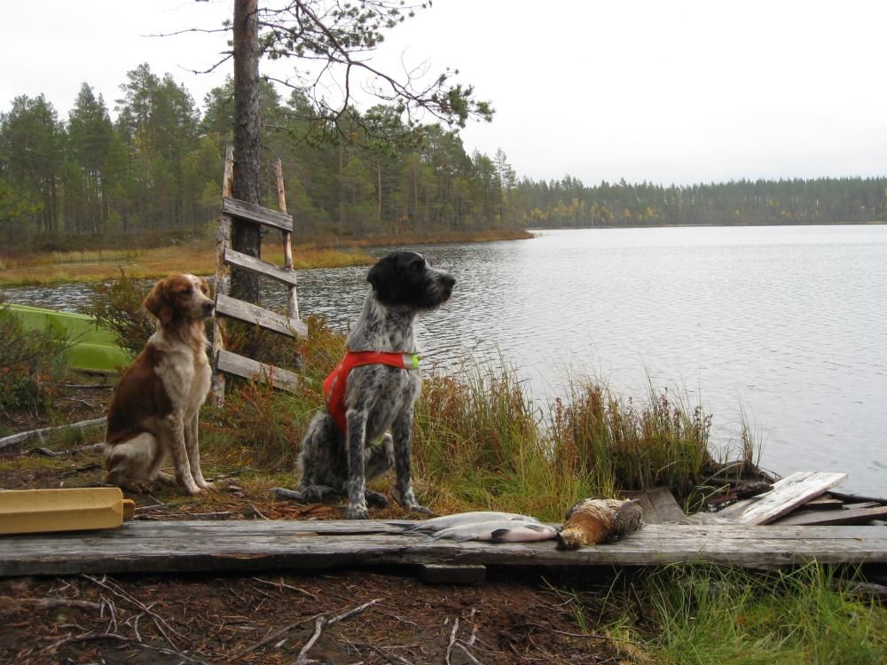 Kaksi metsästyskoiraa istuu järven rannalla edessään kala- ja lintusaalis.