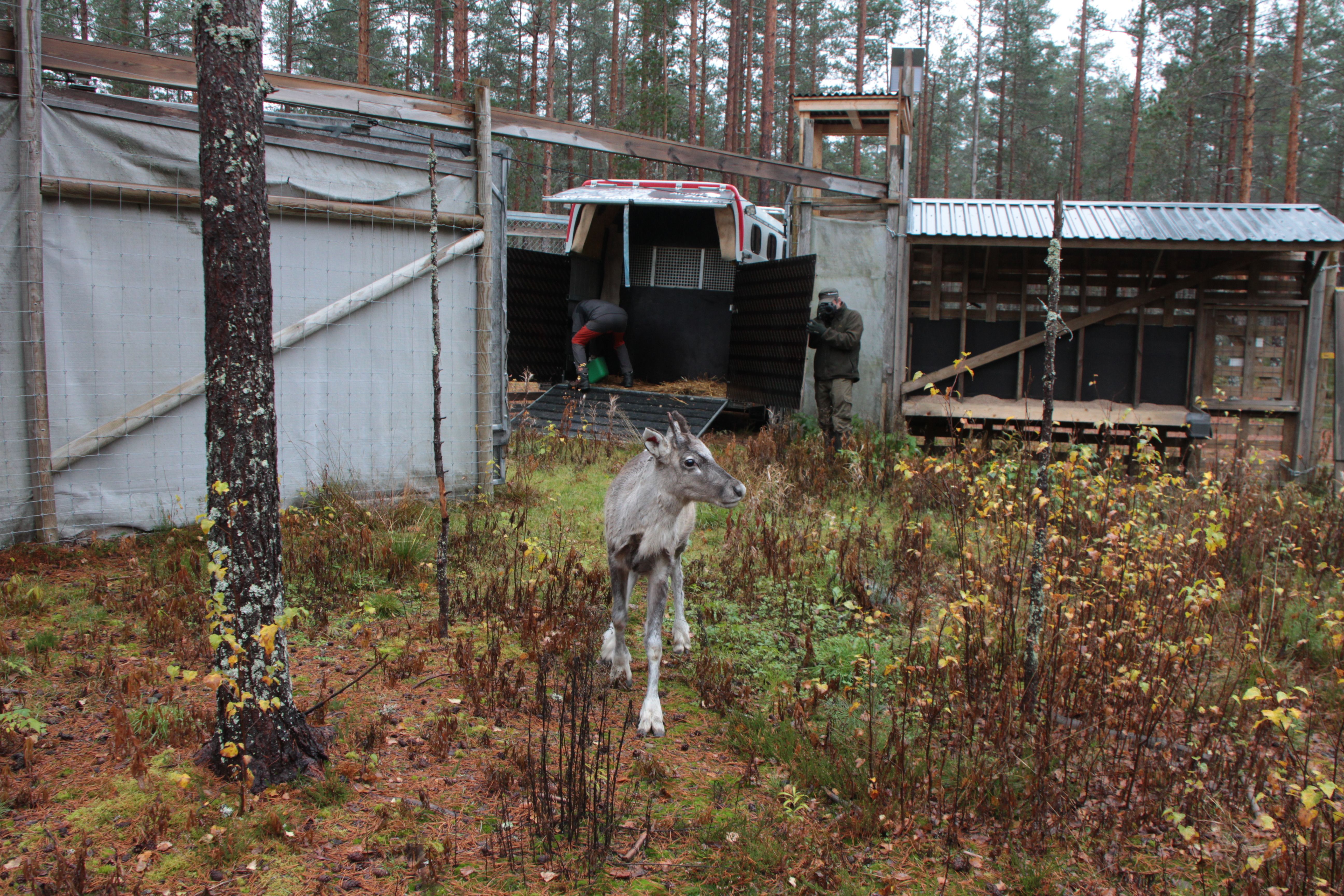 Metsäpeuran vasa on kävellyt ulos kuljetustrailerista ja katselee ympärilleen.