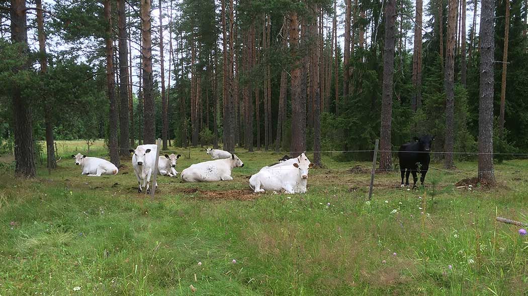 Cows grazing in a fenced pasture. A forest in the background.
