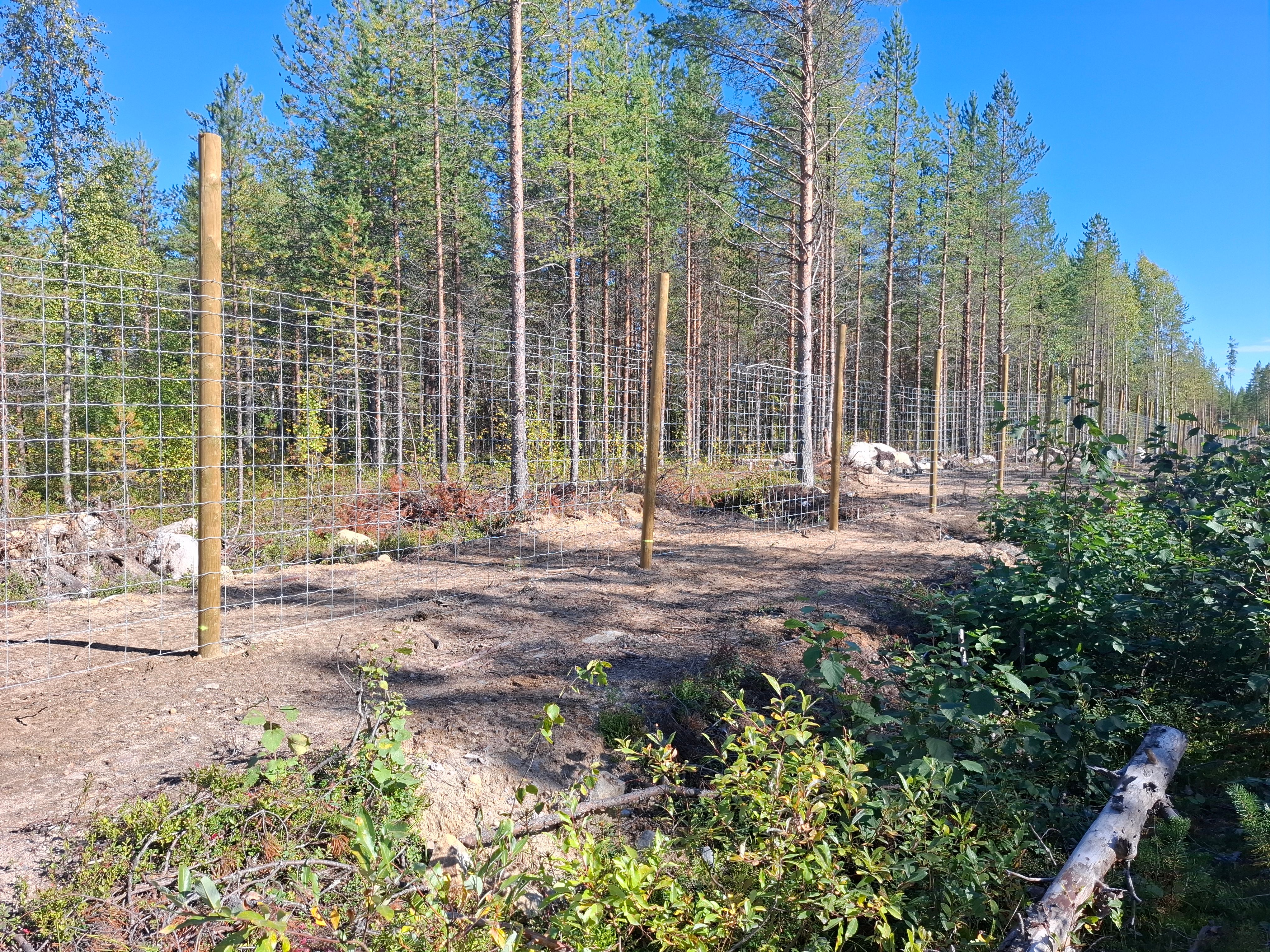 Verkkoaita mäntymetsässä.