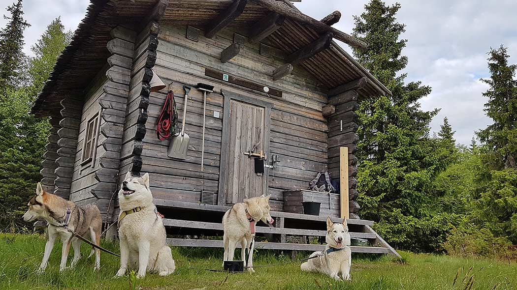 Four husky dogs take a break in front of the hut.