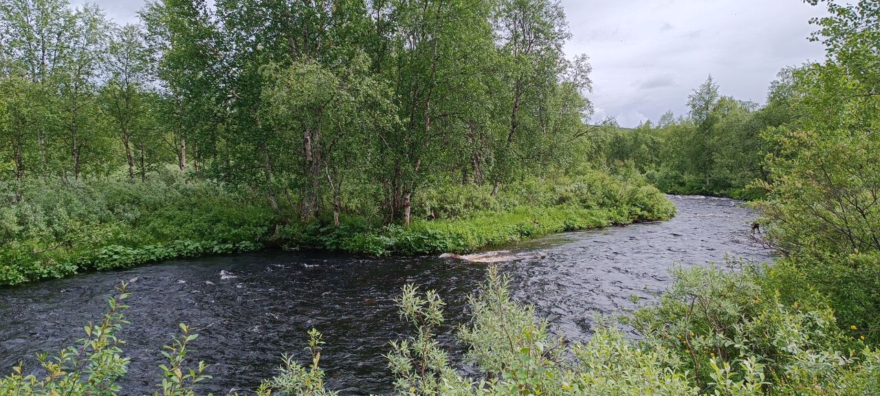 En strömmande flod med tät vegetation längs dess stränder.