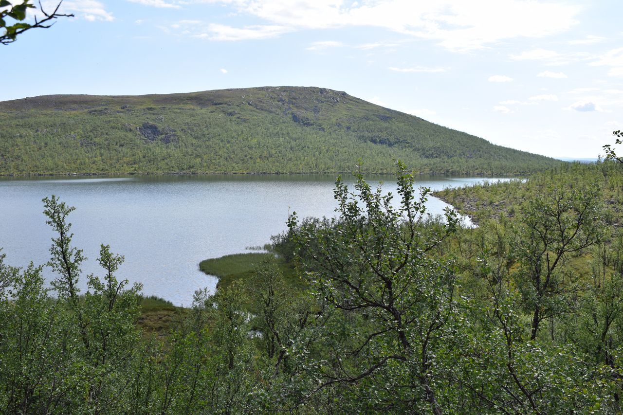 Lake and fell landscape. Willow bushes in the foreground.