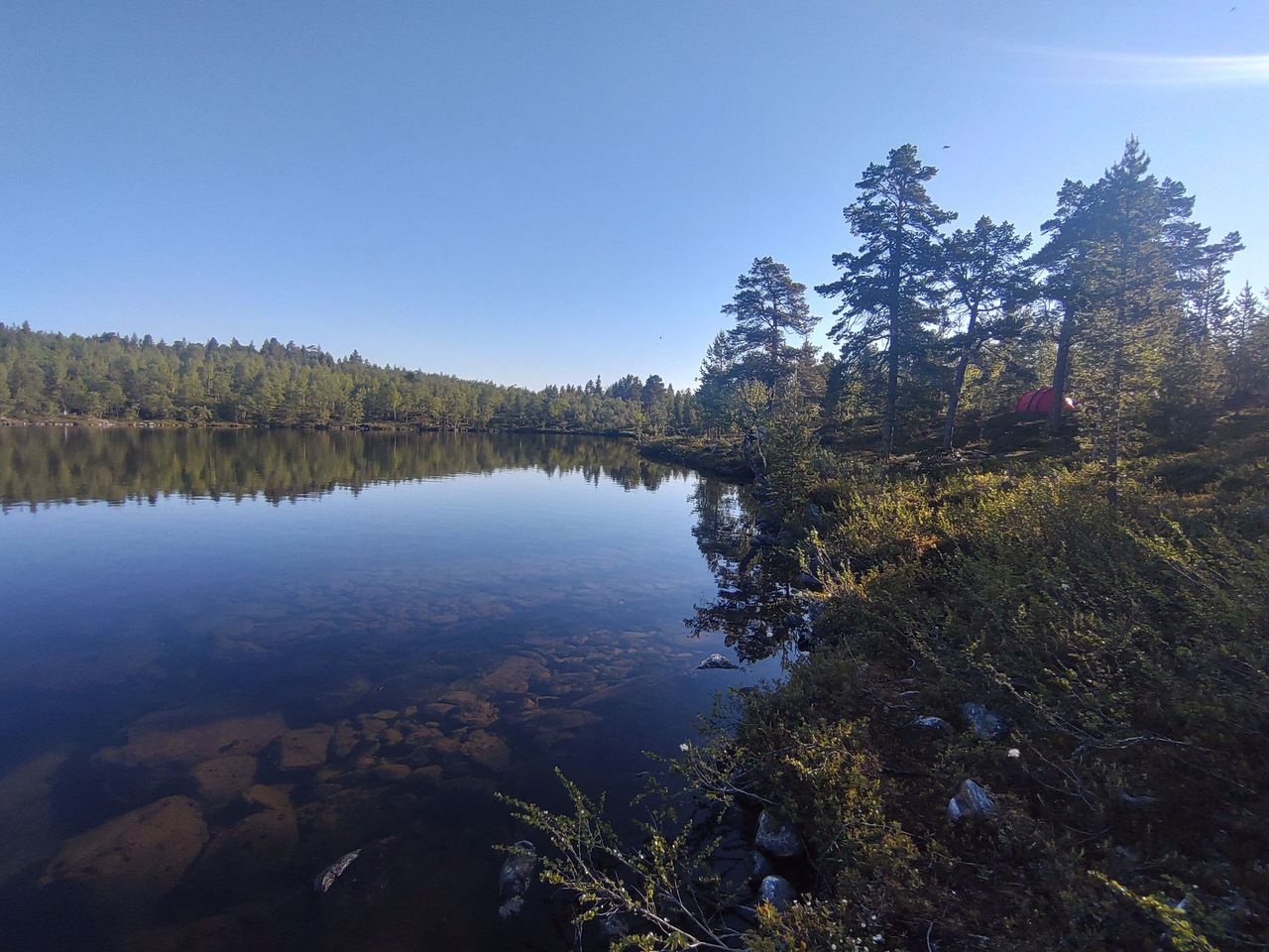Summer's calm lake landscape. At the bottom of the clear lake, there are large stones. On the shore of the lake, there are willows, sparsely growing coniferous trees, and a tent.