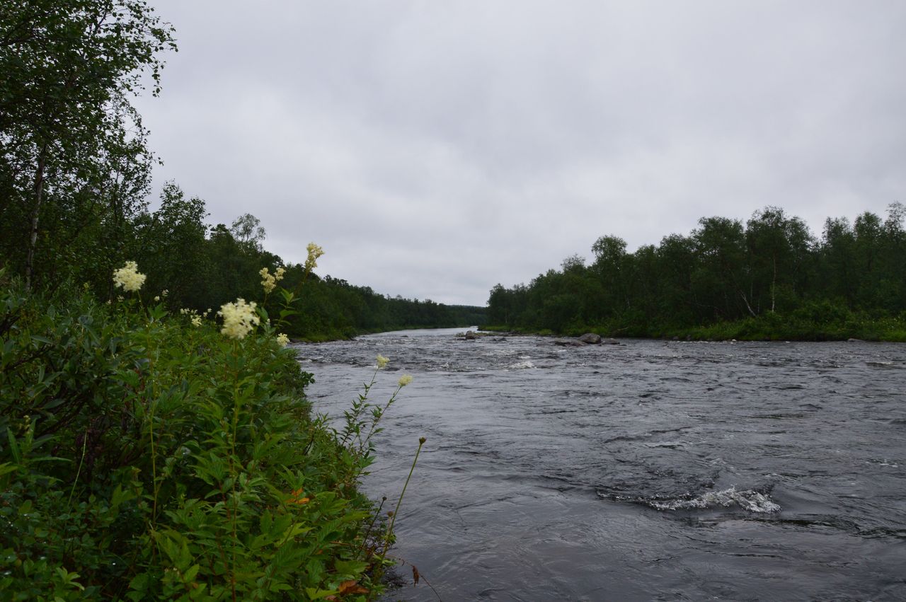 Virtaava jokimaisema. Joen rannoilla kasvaa vihreitä pensaita ja metsää. Taivas on pilvinen.