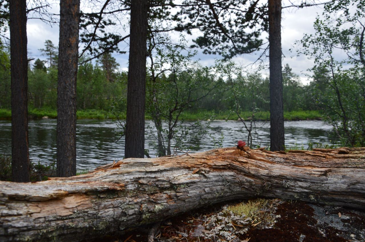 Etualalla kaatunut lahopuu. Taustalla puita ja virtaava joki.