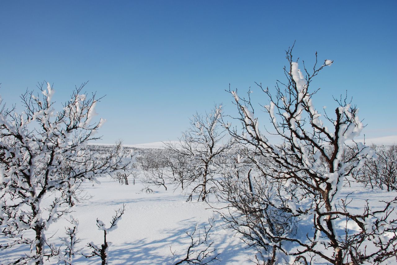 Lumikuorrutteisia puita, valkoiset hanget ja kirkkaan sininen pilvetön taivas.