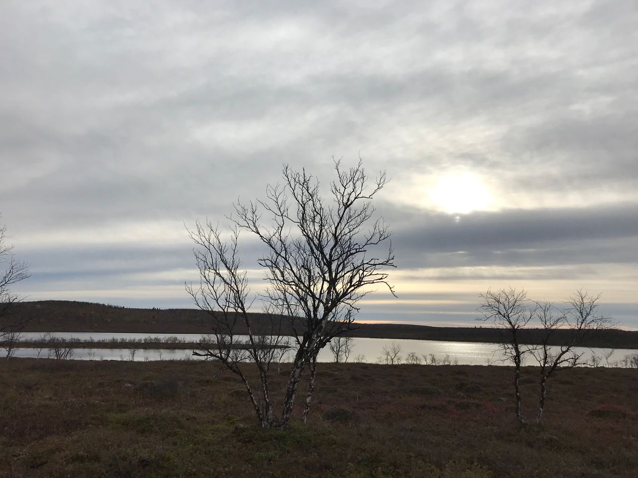 Bakom björkarna finns en stilla sjö. Himlen är molnig.