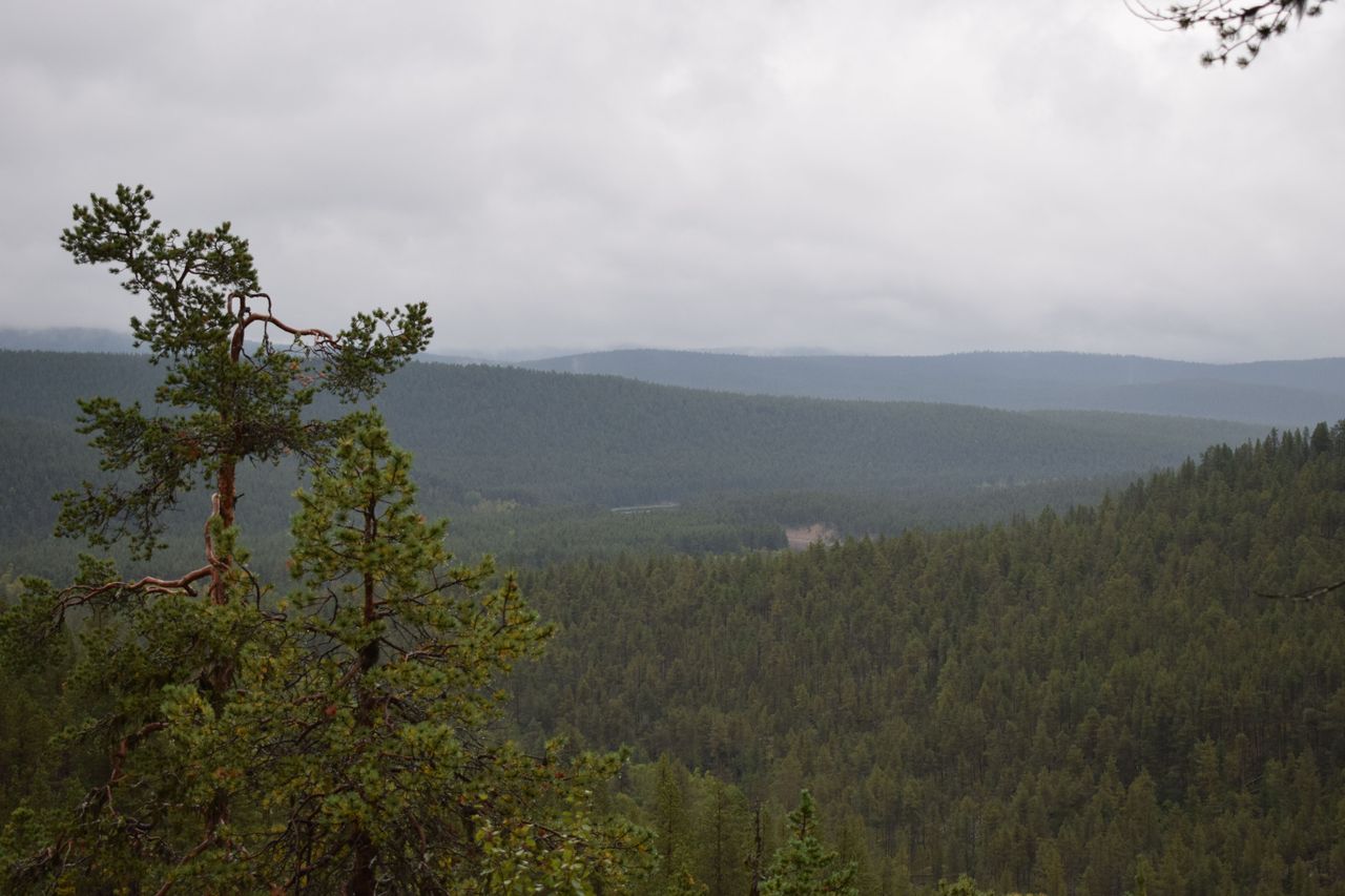  In the foreground, there is a pine tree, with several forested slopes in the background.