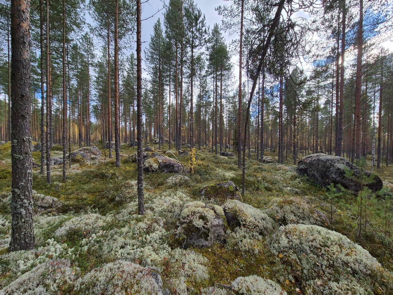Kivistä mäntymetsää. Kivien päällä kasvaa jäkälää.
