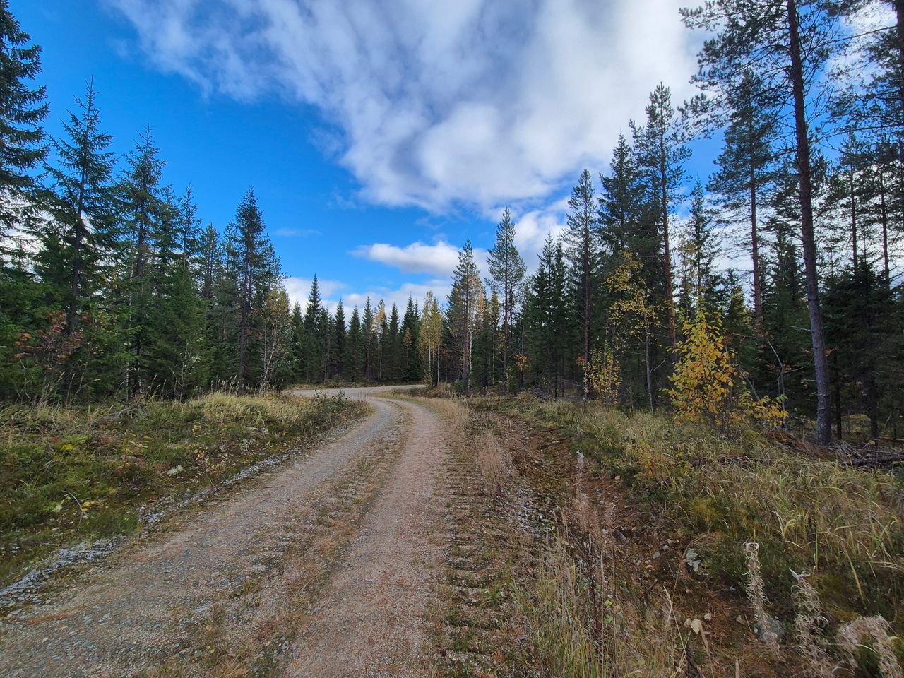Metsäautotie, jonka molemmilla puolilla kasvaa metsää.