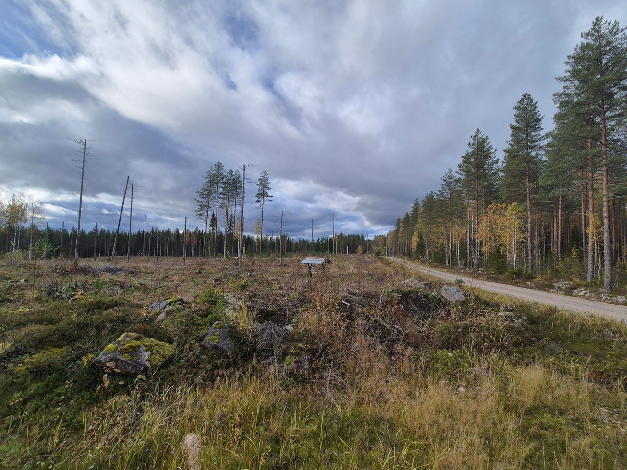 Aukea paikka, oikealla kulkee metsäautotie.