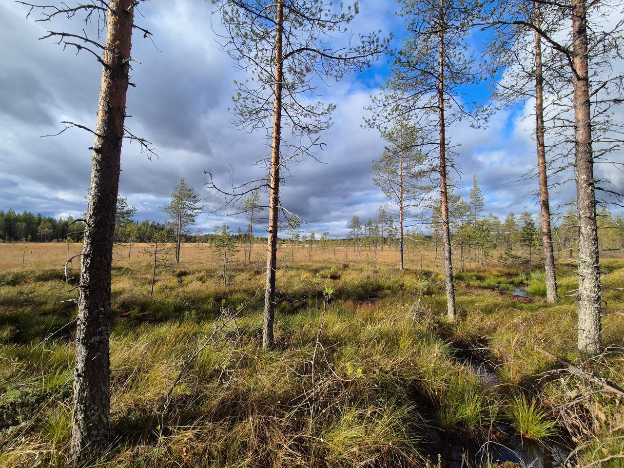 Suomaisemaa.