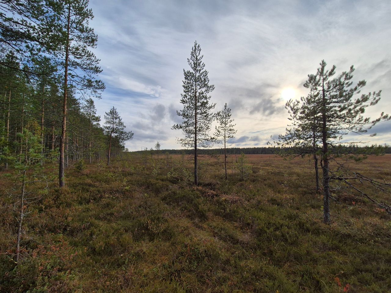 Ett myrlandskap.