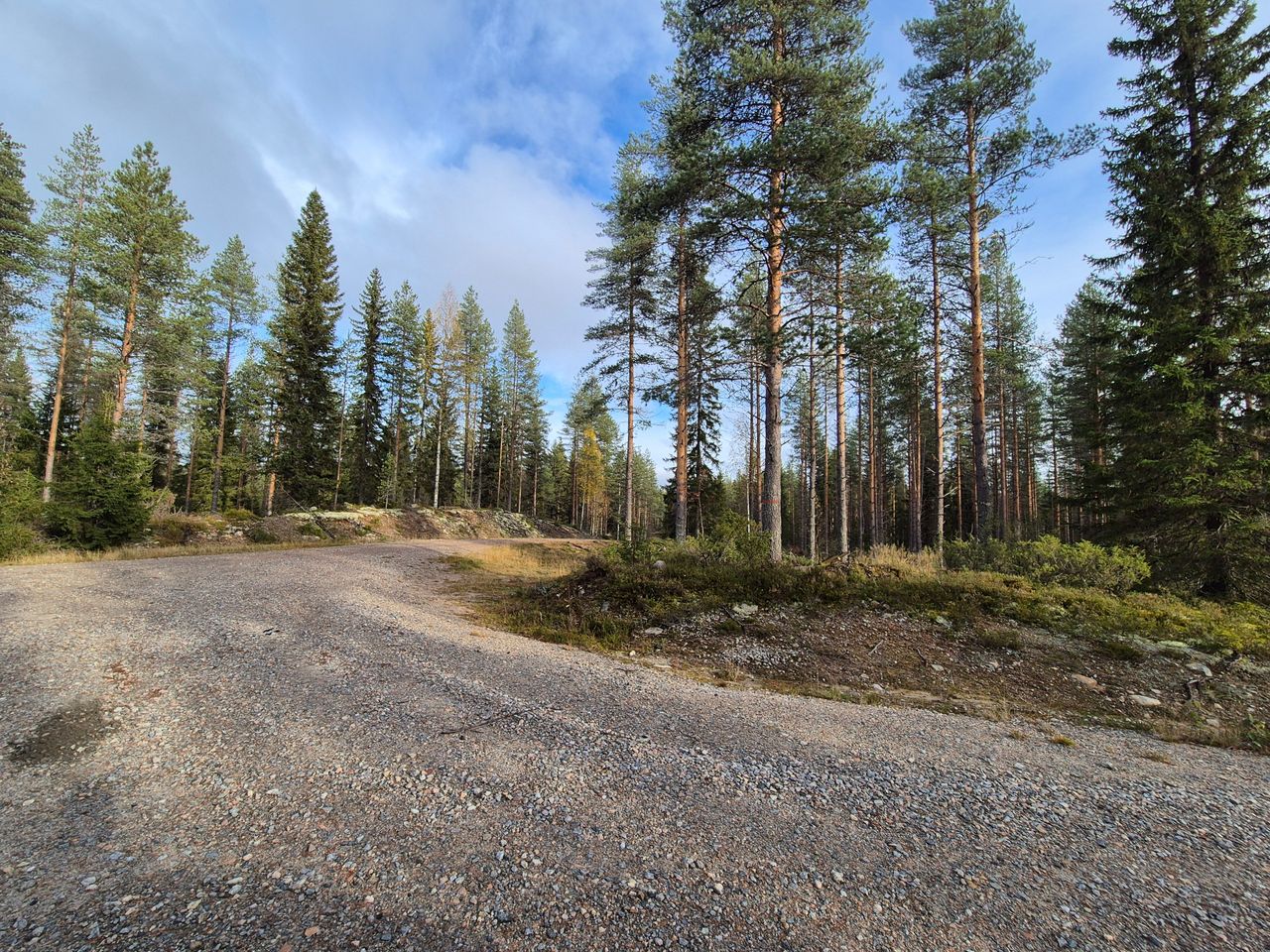 En skogsväg med träd som växer på båda sidor.