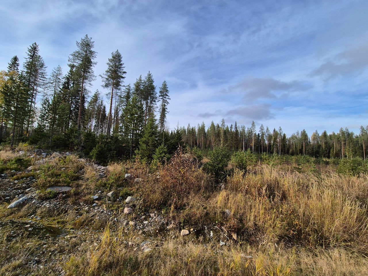 Ett öppet område med låg vegetation. Det växer skog längre bak.