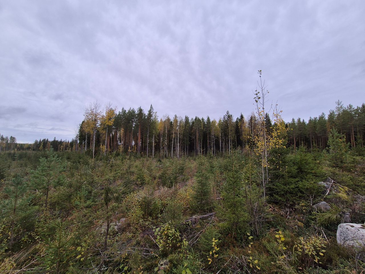 An open area with young saplings growing. In the background, there is a larger mixed forest.