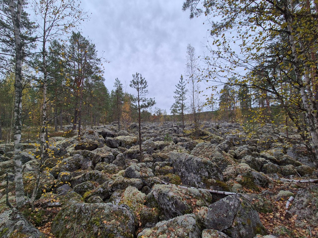 A rocky area with a few trees growing. Moss grows on the surface of the grey stones.