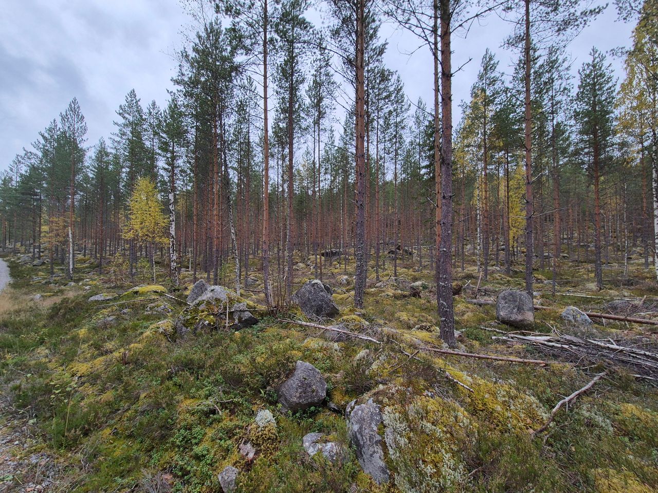 A pine forest