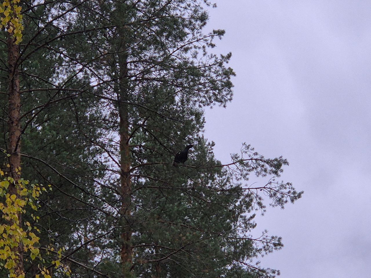 A capercaillie is sitting on a pine branch.