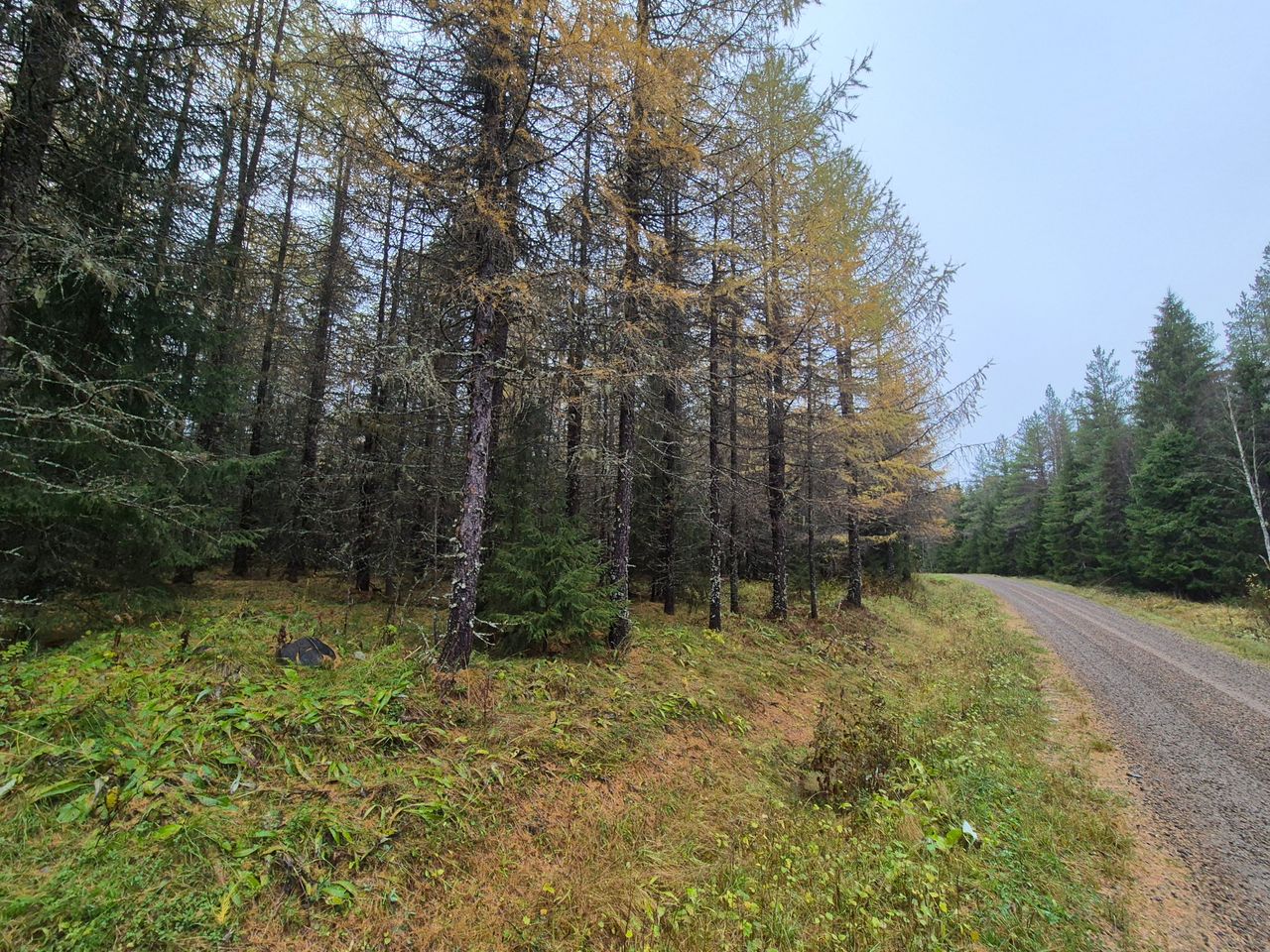 Metsäautotie, jonka molemmilla puolilla kasvaa metsää.