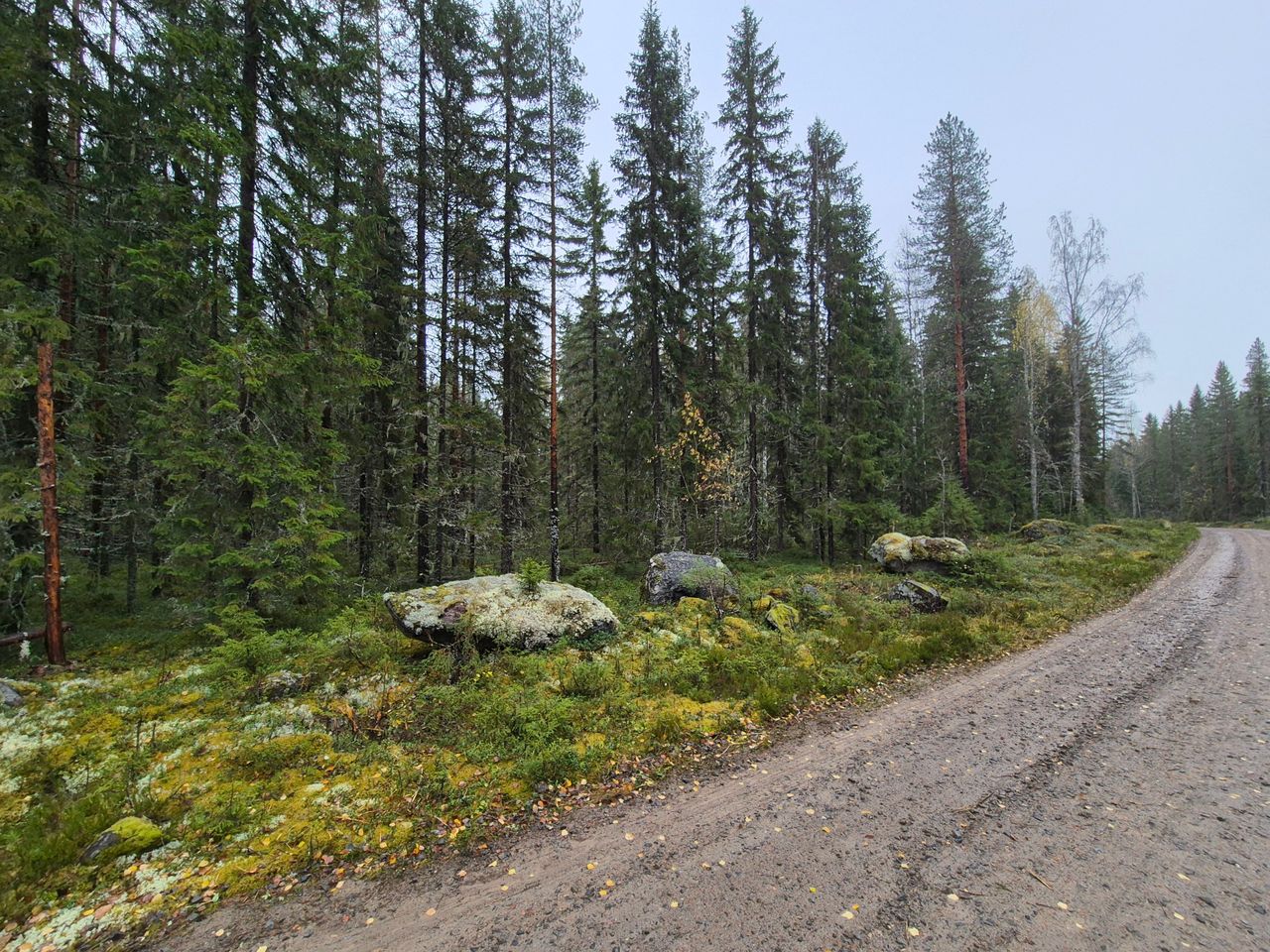 Metsäautotie, jonka molemmilla puolilla kasvaa metsää.