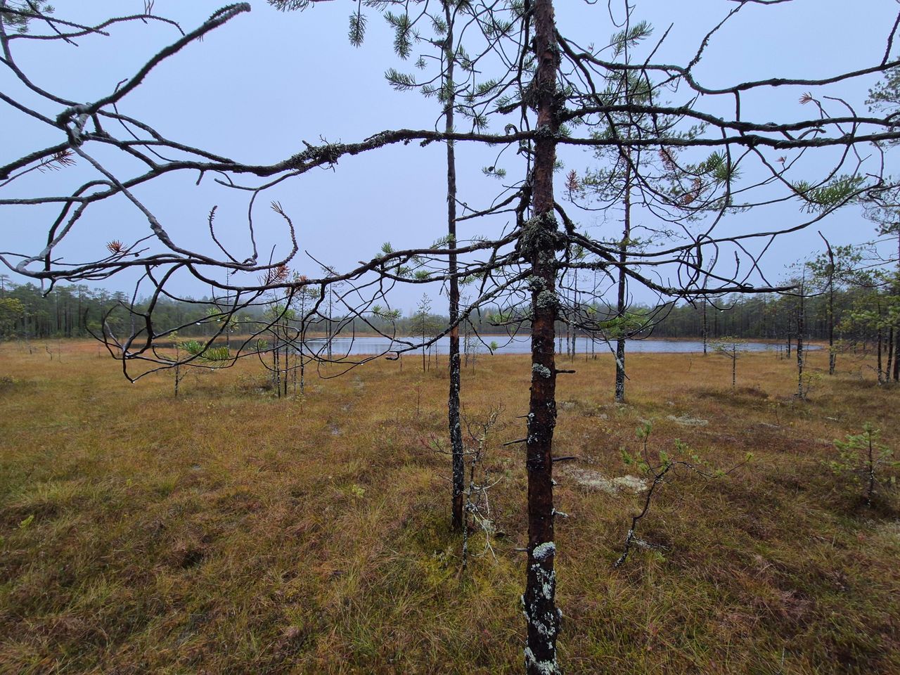 Suo, jonka takana näkyy pienehkö suolampi.