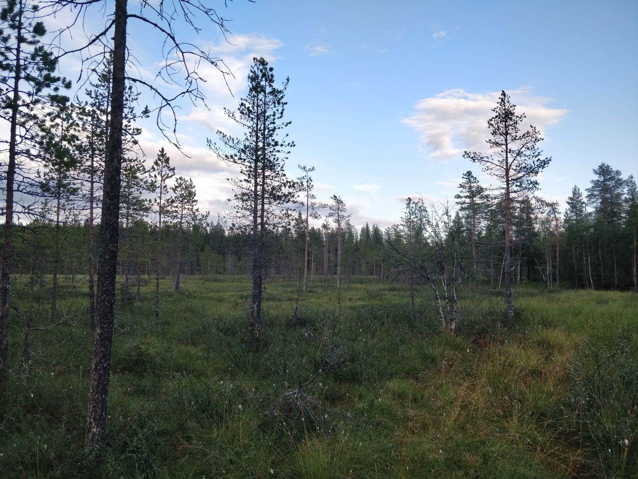 En myr med tallar som växer i den.