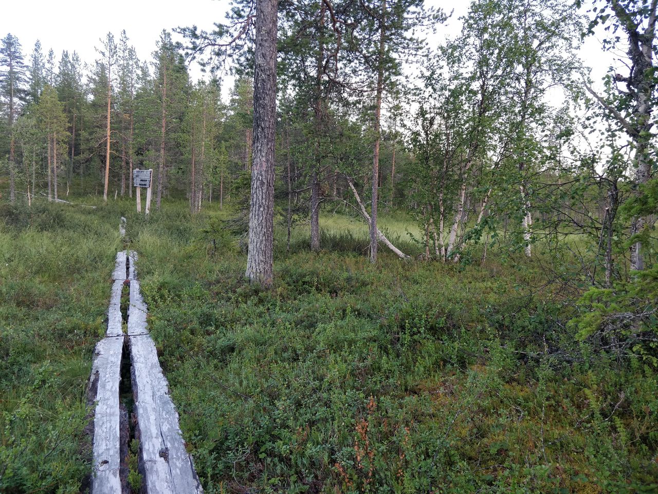 De gamla spångarna går genom myren.