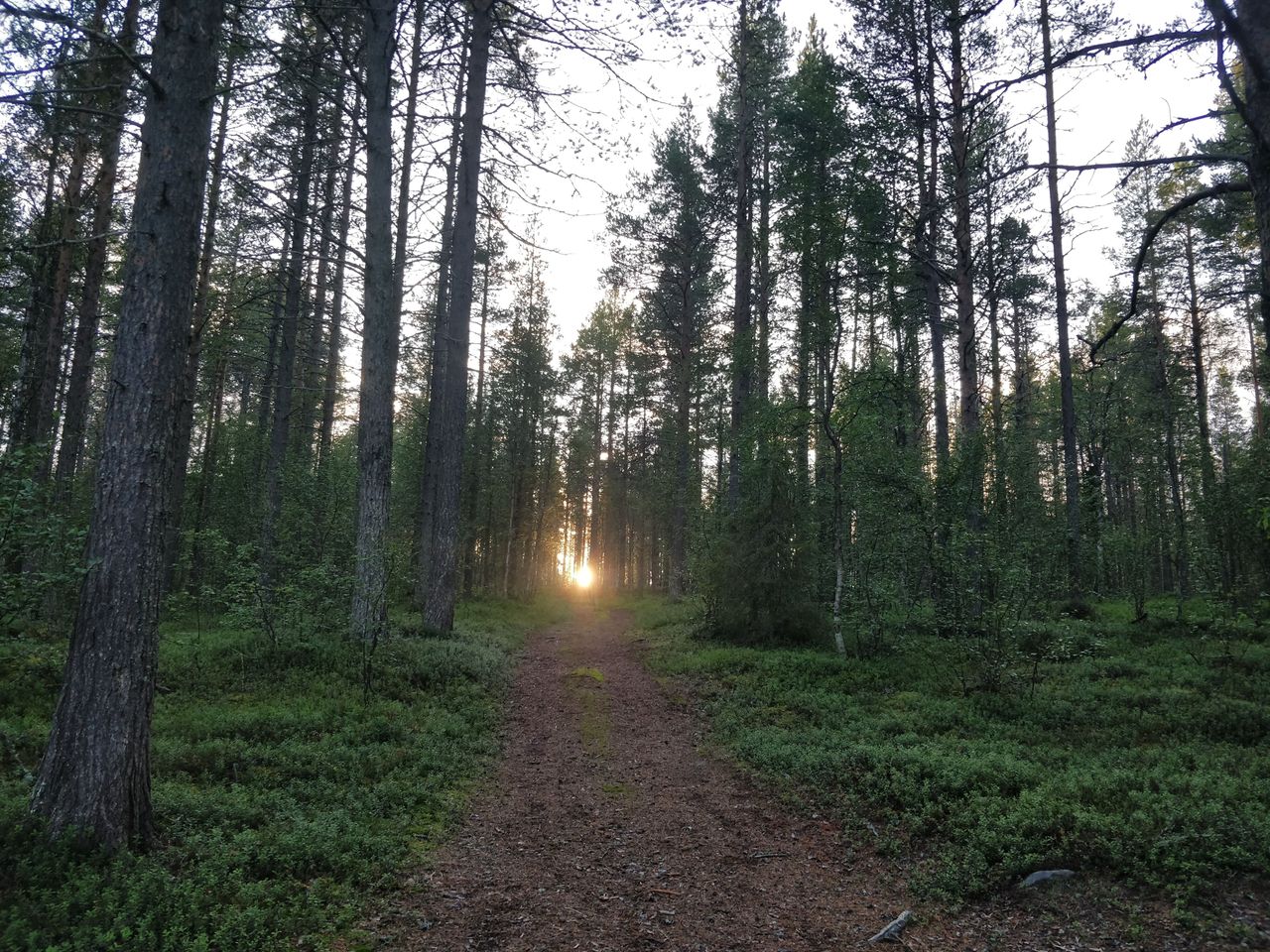 En stig mitt i skogen. Solen skiner lågt mot kameran.