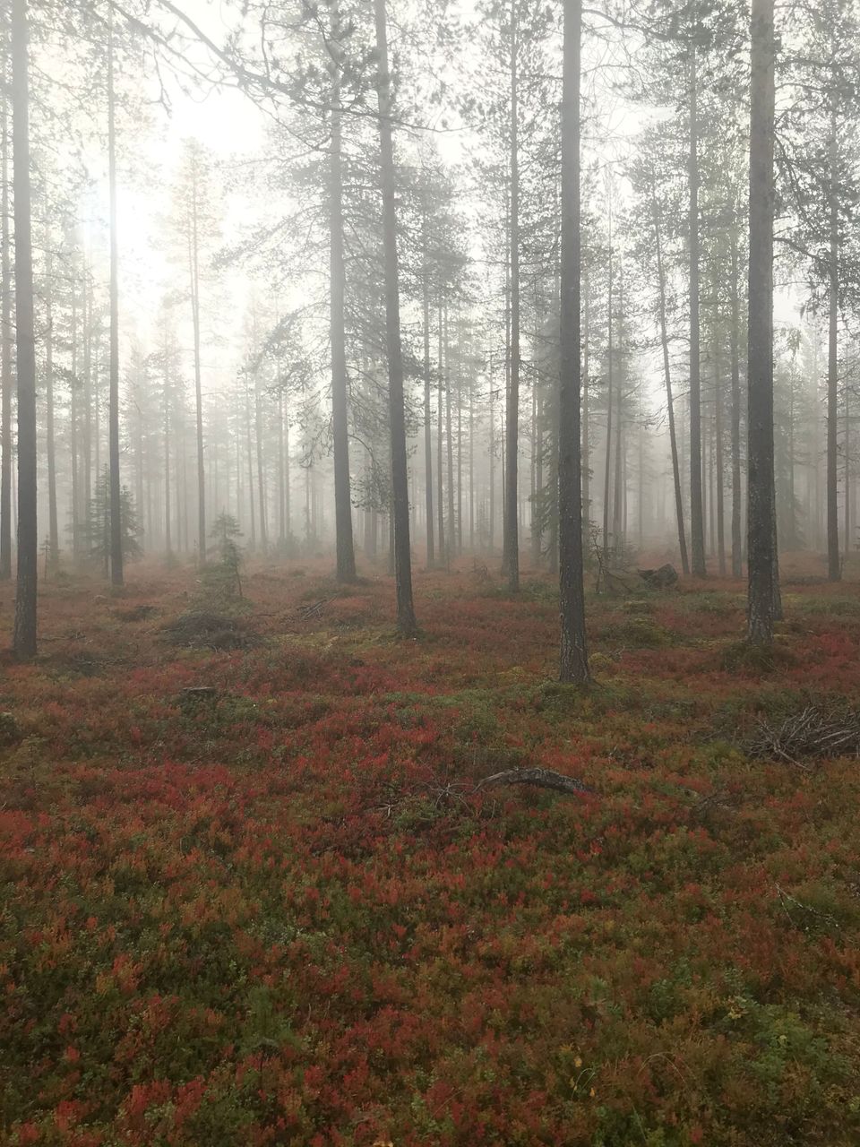 En dimmig skog. Det finns röd höstlöv på marken.