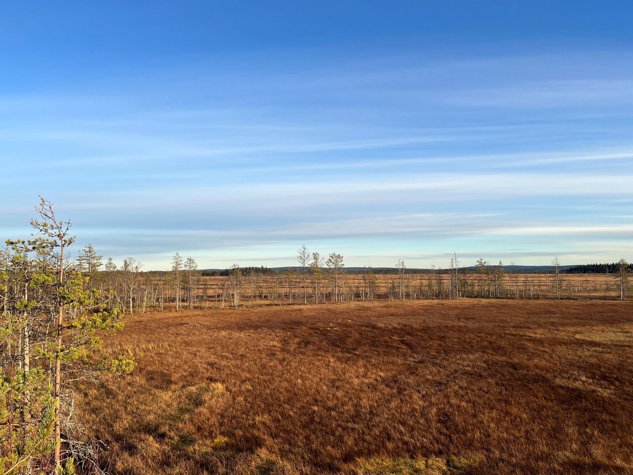 An autumnal swamp landscape.