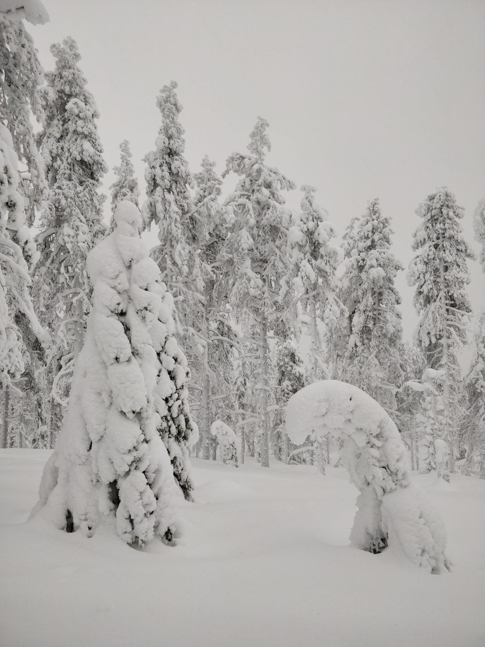 Snow-laden trees in a winter landscape.