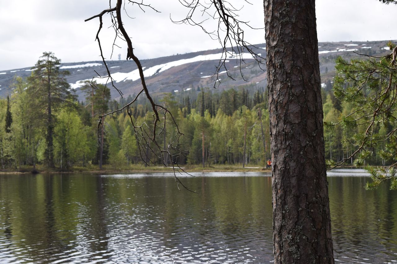A pine tree with a pond behind it. In the background, there is a fell with patches of snow on its slopes.
