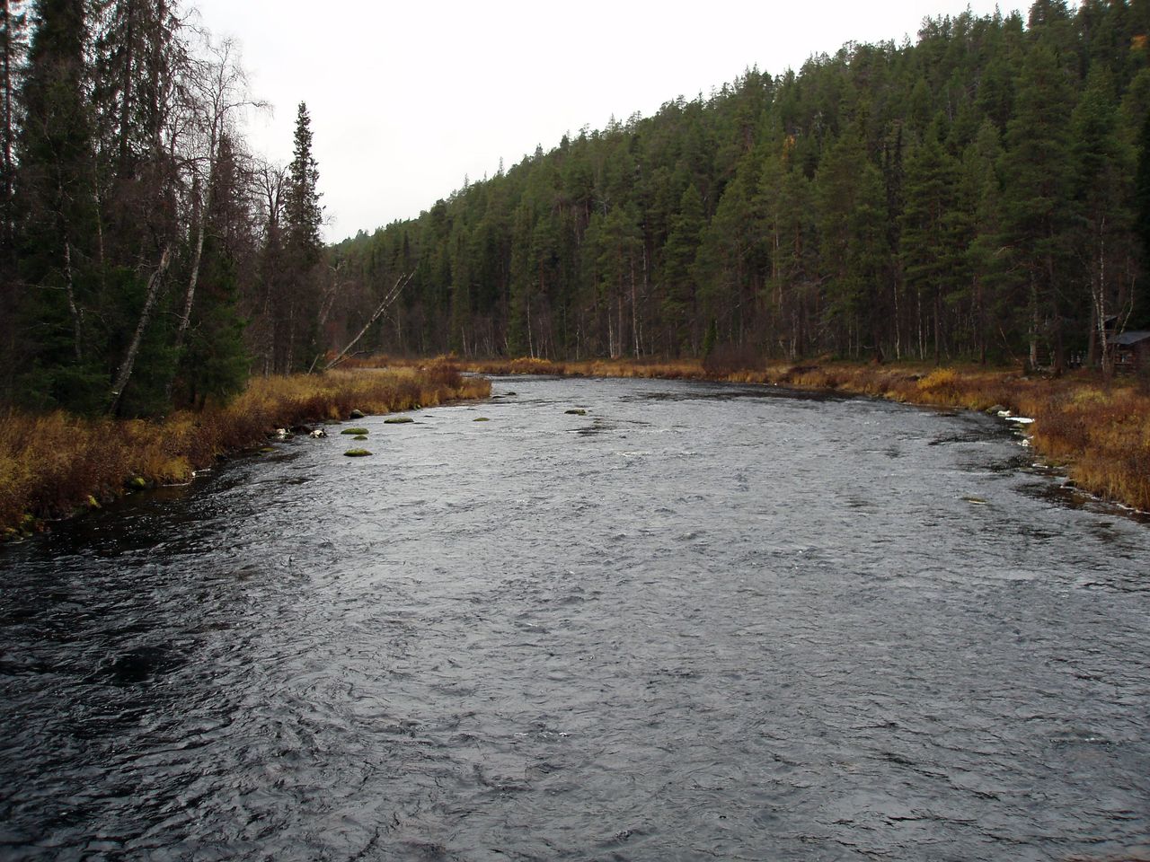 Virtaava joki. Joen rannoilla syksyn värjäämää kasvillisuutta ja havupuita.