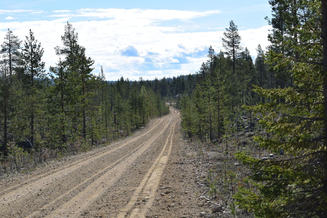 Soratie, jonka molemmilla puolilla kasvaa metsää.