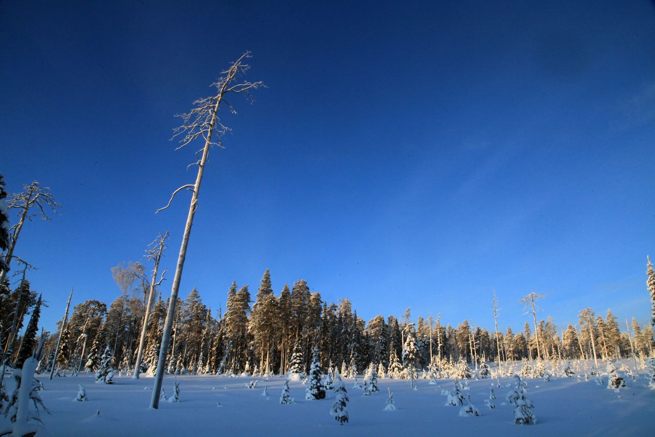 Talvinen maisema aukealta paikalta. Puissa on hieman lunta ja aurinko paistaa kirkkaalta siniseltä taivaalta.